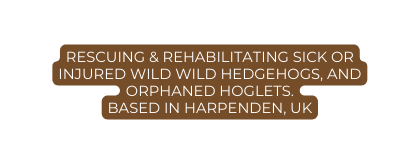 Rescuing rehabilitating sick or injured wild wild hedgehogs and orphaned hoglets Based in Harpenden UK